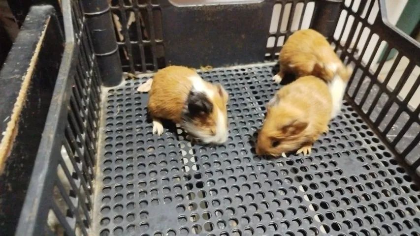 Porquinhos da Índia  - Foto 3