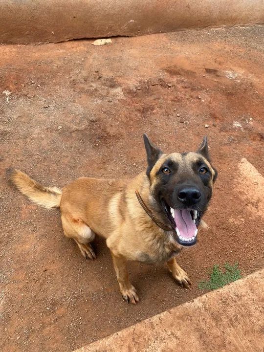 Filhotes de Pastor alemão/Belga - Foto 4