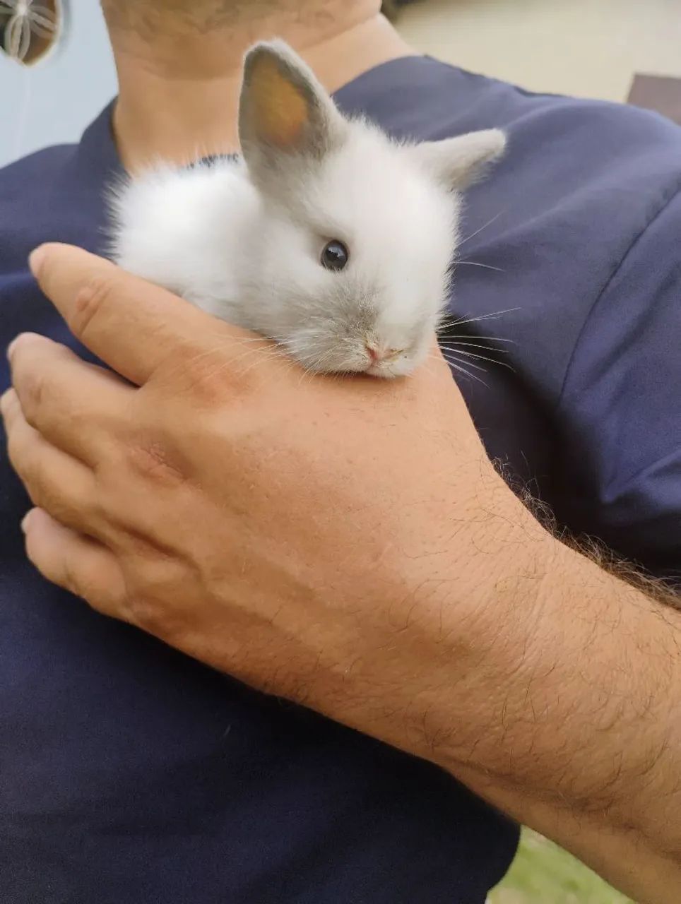 Coelho a venda  - Foto 3