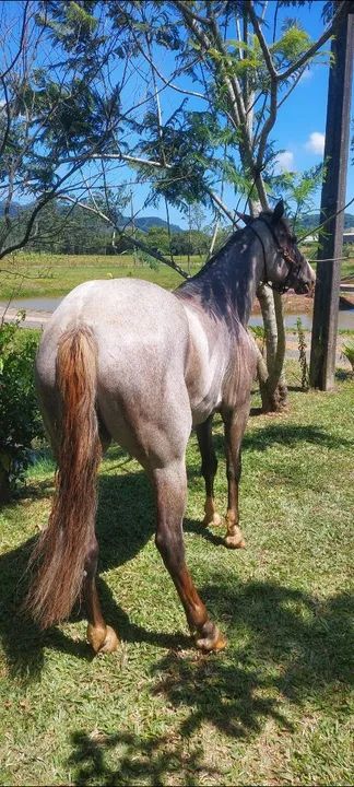 Égua quarto de milha bem alta