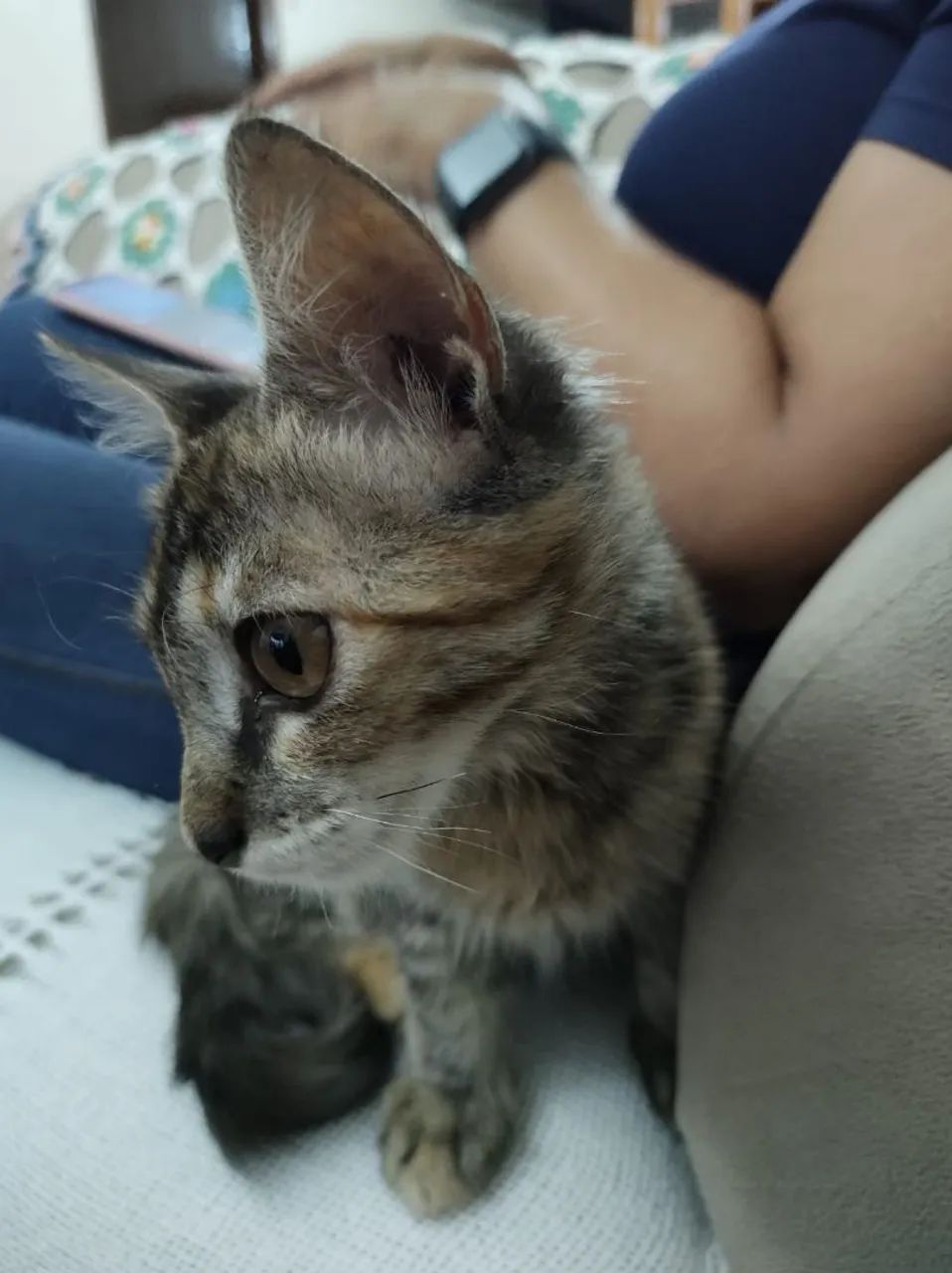 Gatinha em Anápolis procurando Lar - Foto 2