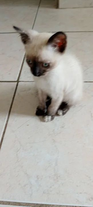 GATINHA Siamêsa disponível para adoção - Foto 3