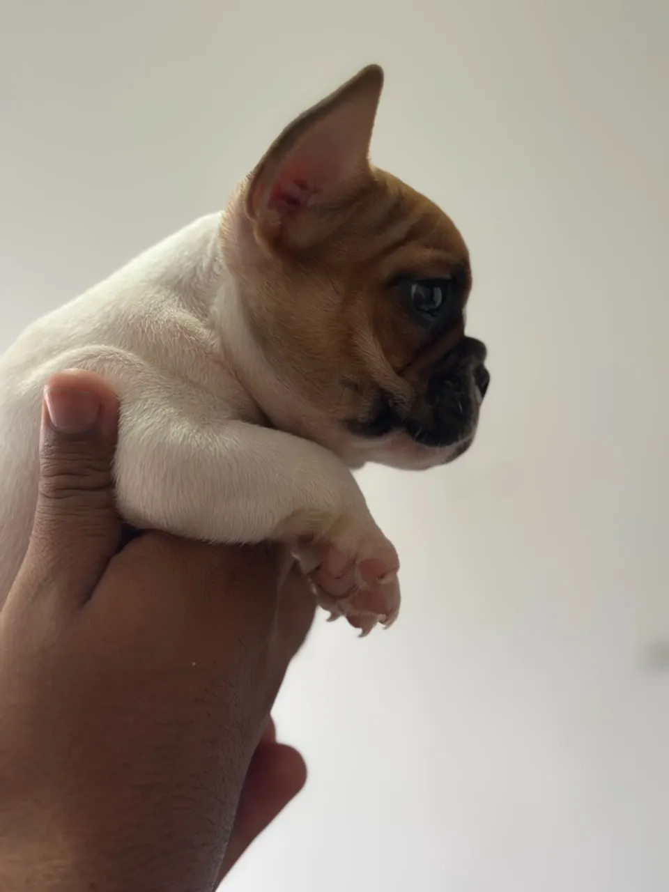 Vendo filhote cachorro de buldogue francês