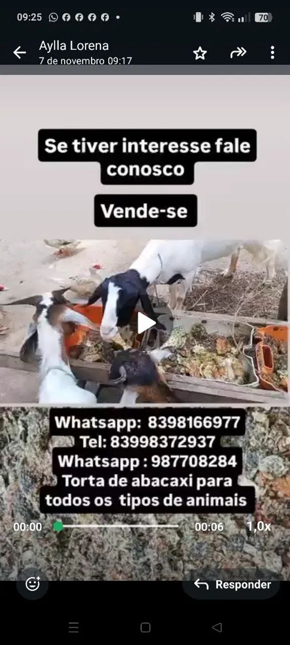 Alimentação animal