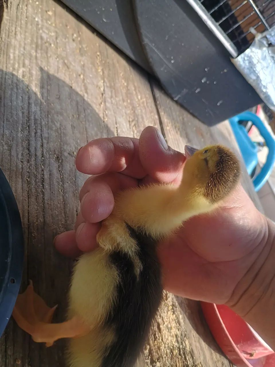 Filhotes de Pato - Foto 3