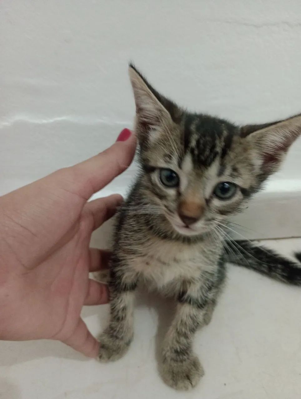 Gatinho fofo para adoção - Foto 2