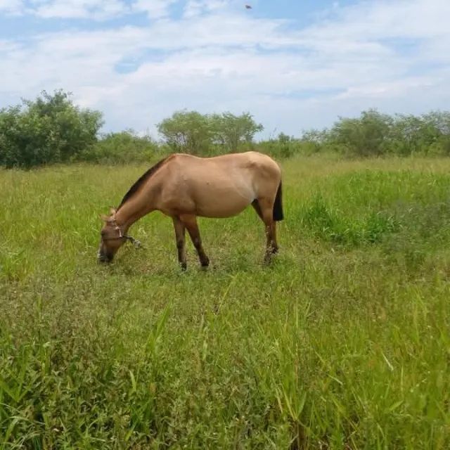 Égua Campolina Prenha / BARATO! - Foto 3