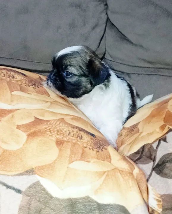 Filhote Shihtzu 5 machos 1 fêmea  - Foto 6