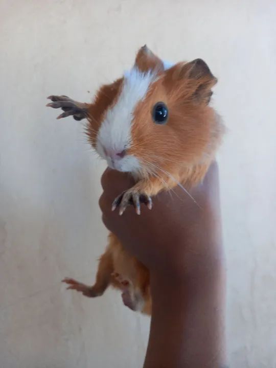 Porquinha da Índia  - Foto 6