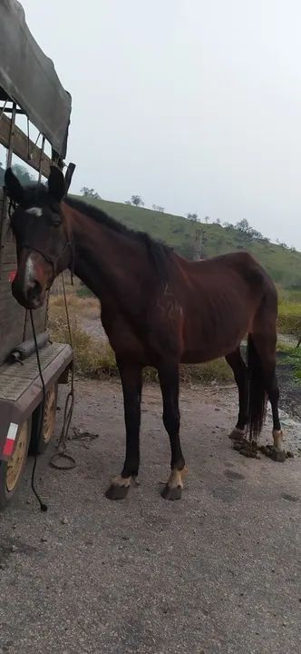 Égua preta mangalarga mineira  - Foto 3