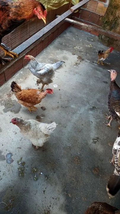 Vendo galinha, frango, ganize  - Foto 2