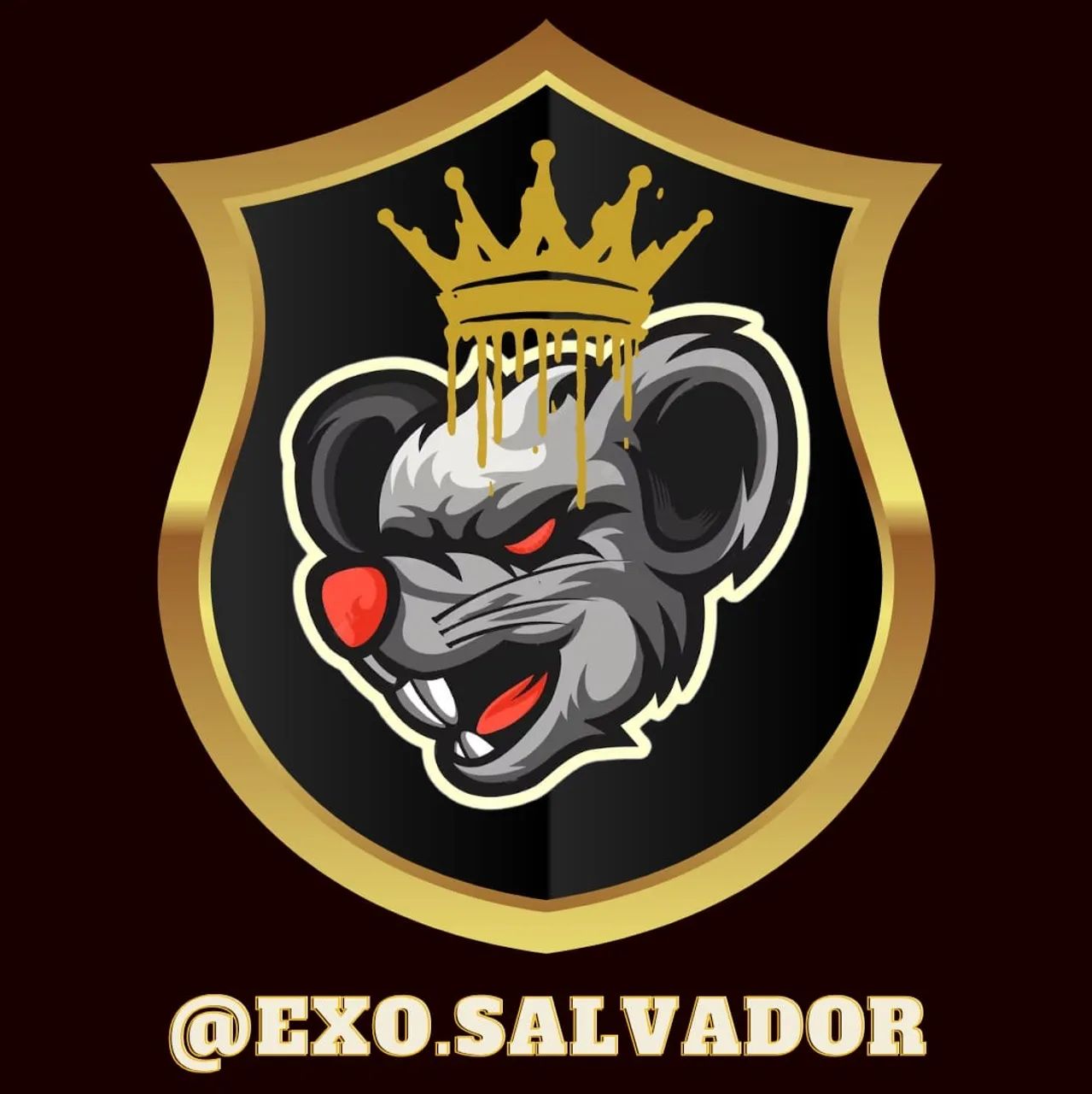 Camundongo suíço  - Foto 5