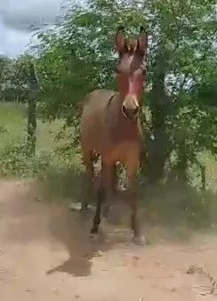 ? MULA NOVA À VENDA