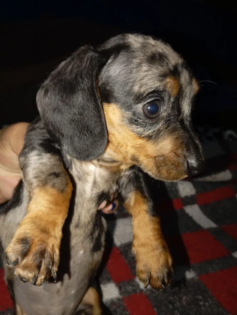 Filhote Dachshund Arlequim Disponível