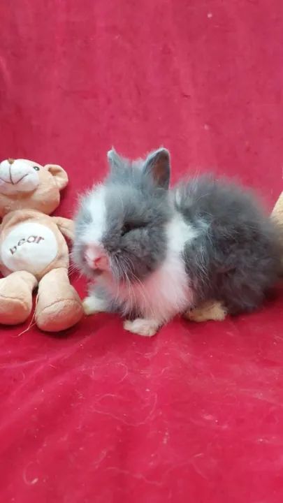 Coelho raça teddy anão filhote - Foto 2