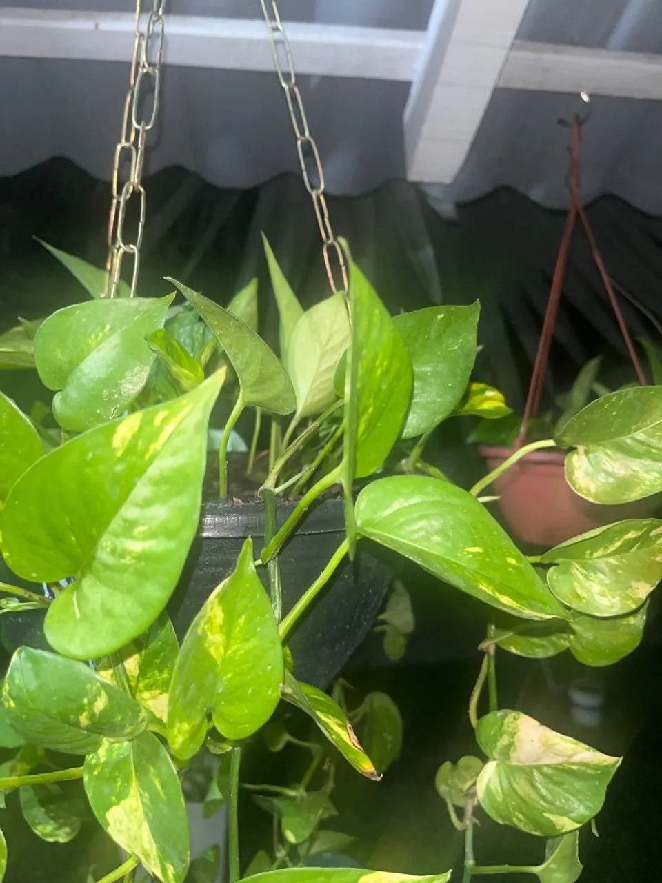 Planta Jiboia (Epipremnum aureum) - Foto 3