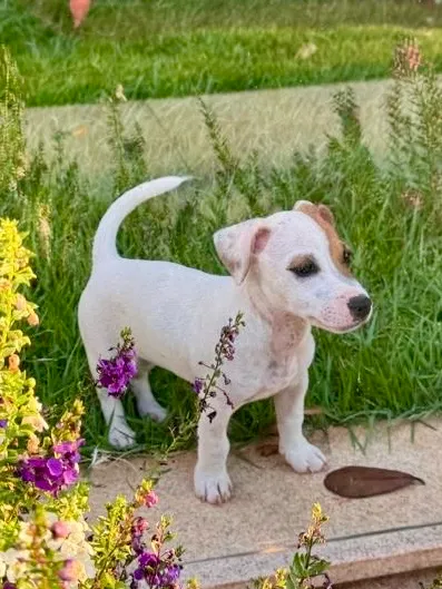 Filhote Jack Russel Terrier para adoção