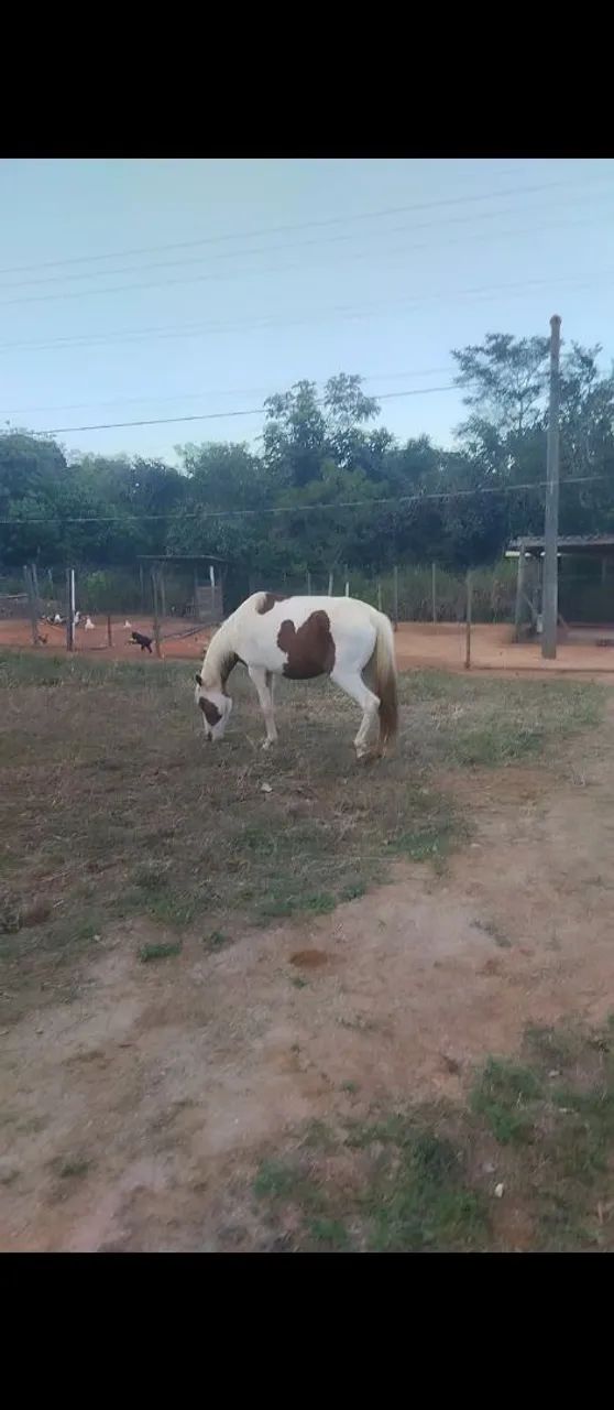 Égua paint hrose - Foto 4