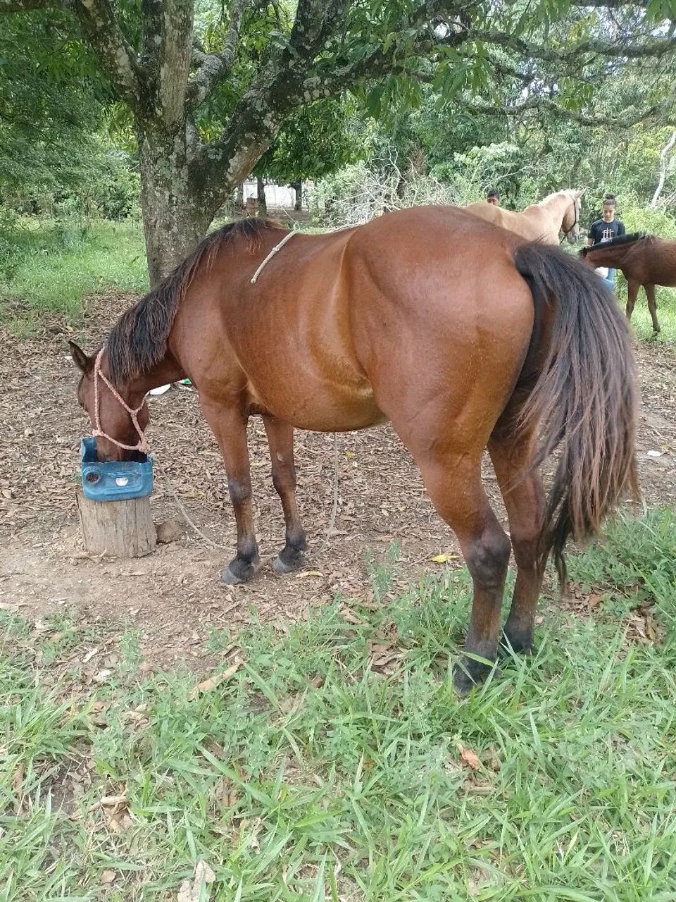 Cavalo QM - Foto 4