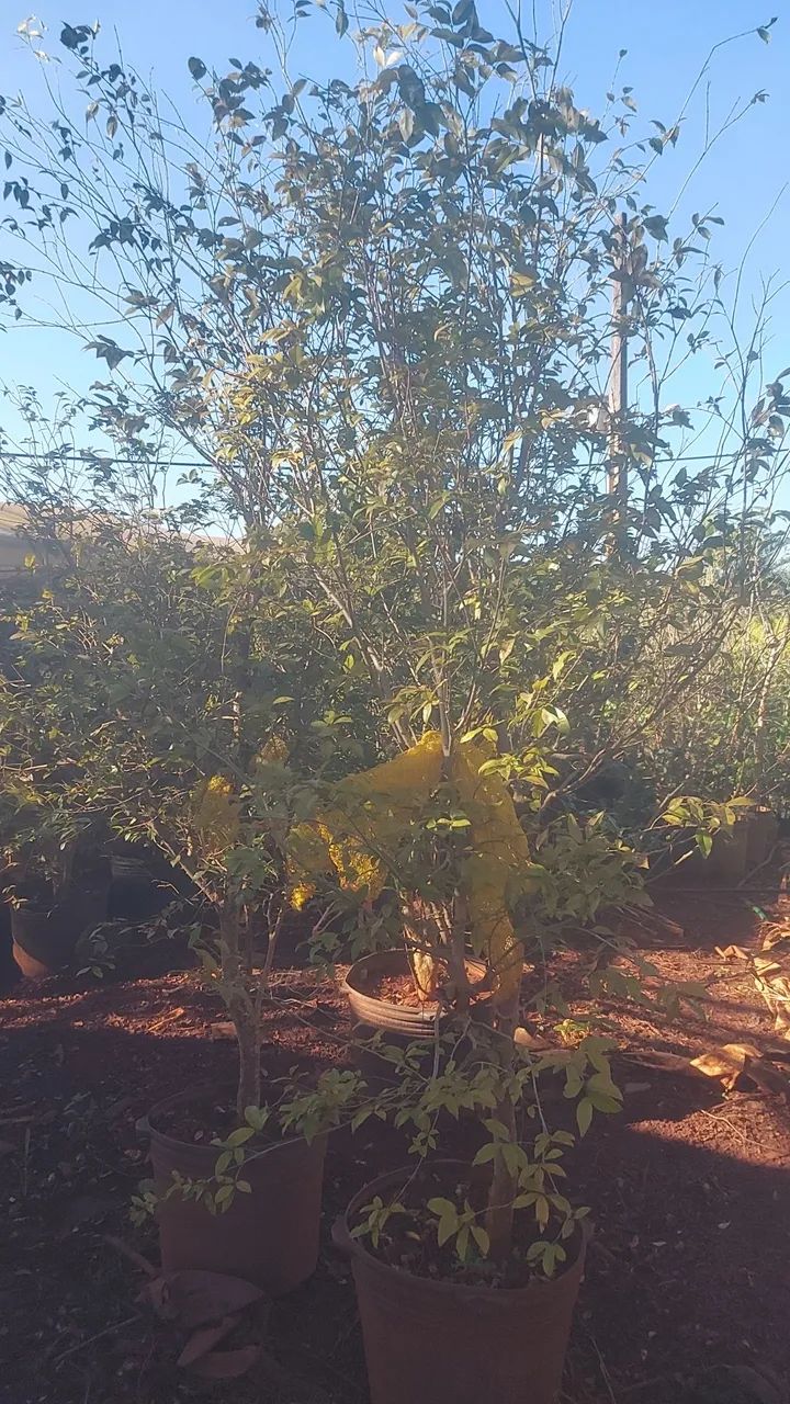 Palmeira  carpentaria e jabuticaba  produzindo 