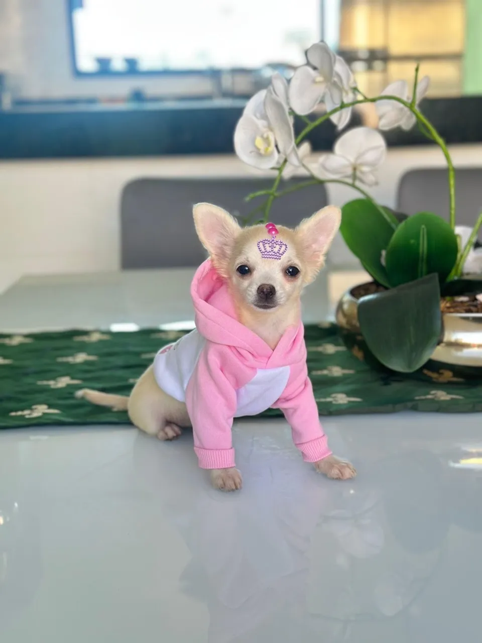 Chihuahua Femea -Pedigree CBKC