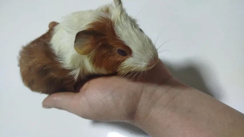 Porquinhos da Índia  - Foto 6