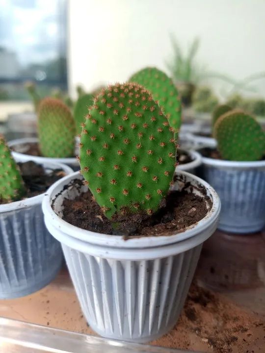 Cactus Opuntia orelha de Mikey ,lembrancinhas para eventos etc... - Foto 2