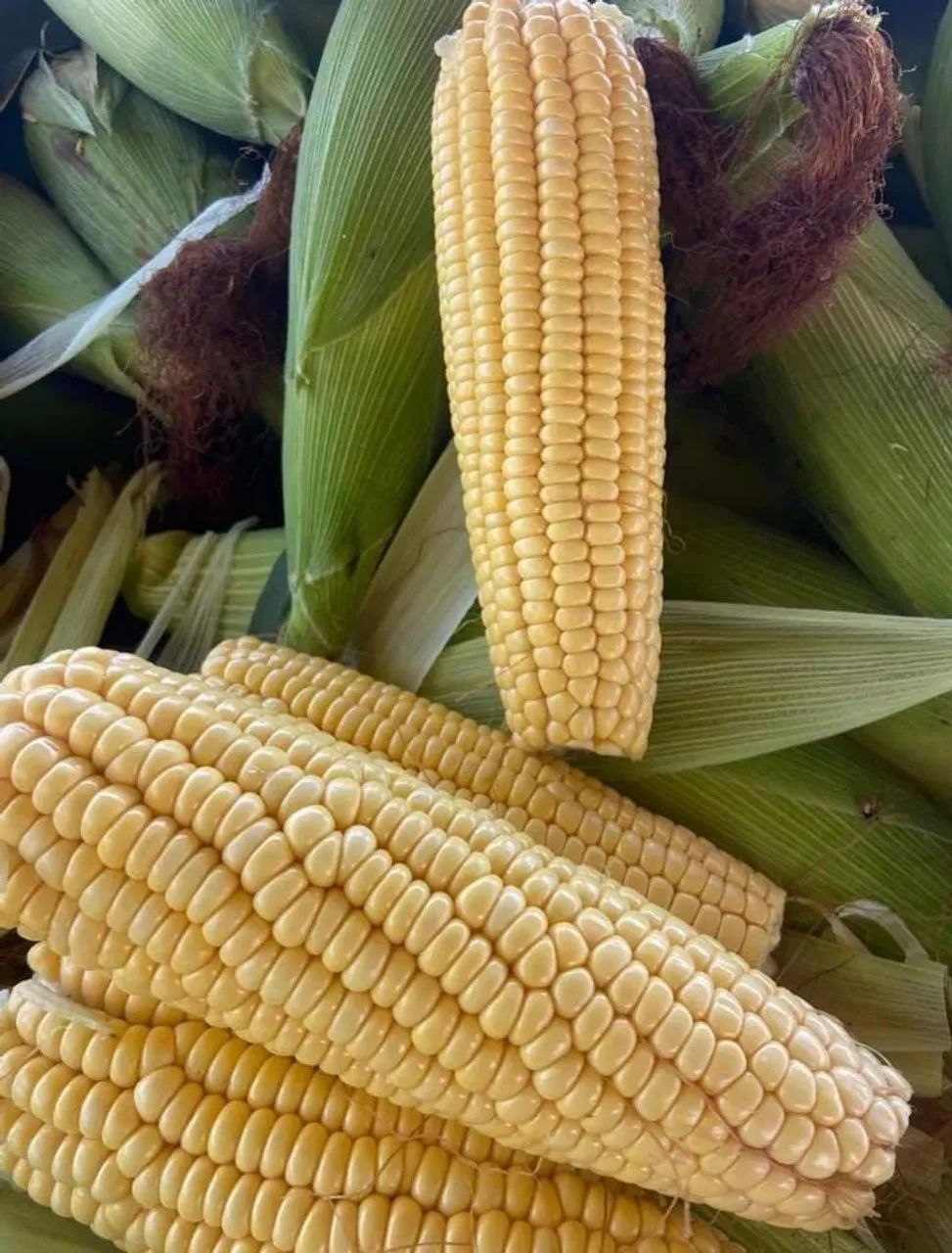 Milho verde 63824579576193121