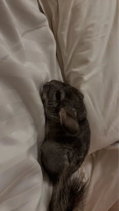 Chinchila Macho Filhote (Roedor)