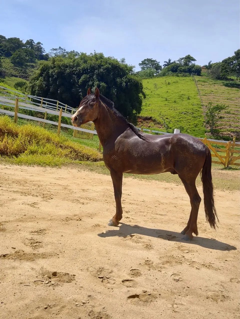 Cavalo Mangalarga Marchador para venda - Foto 3
