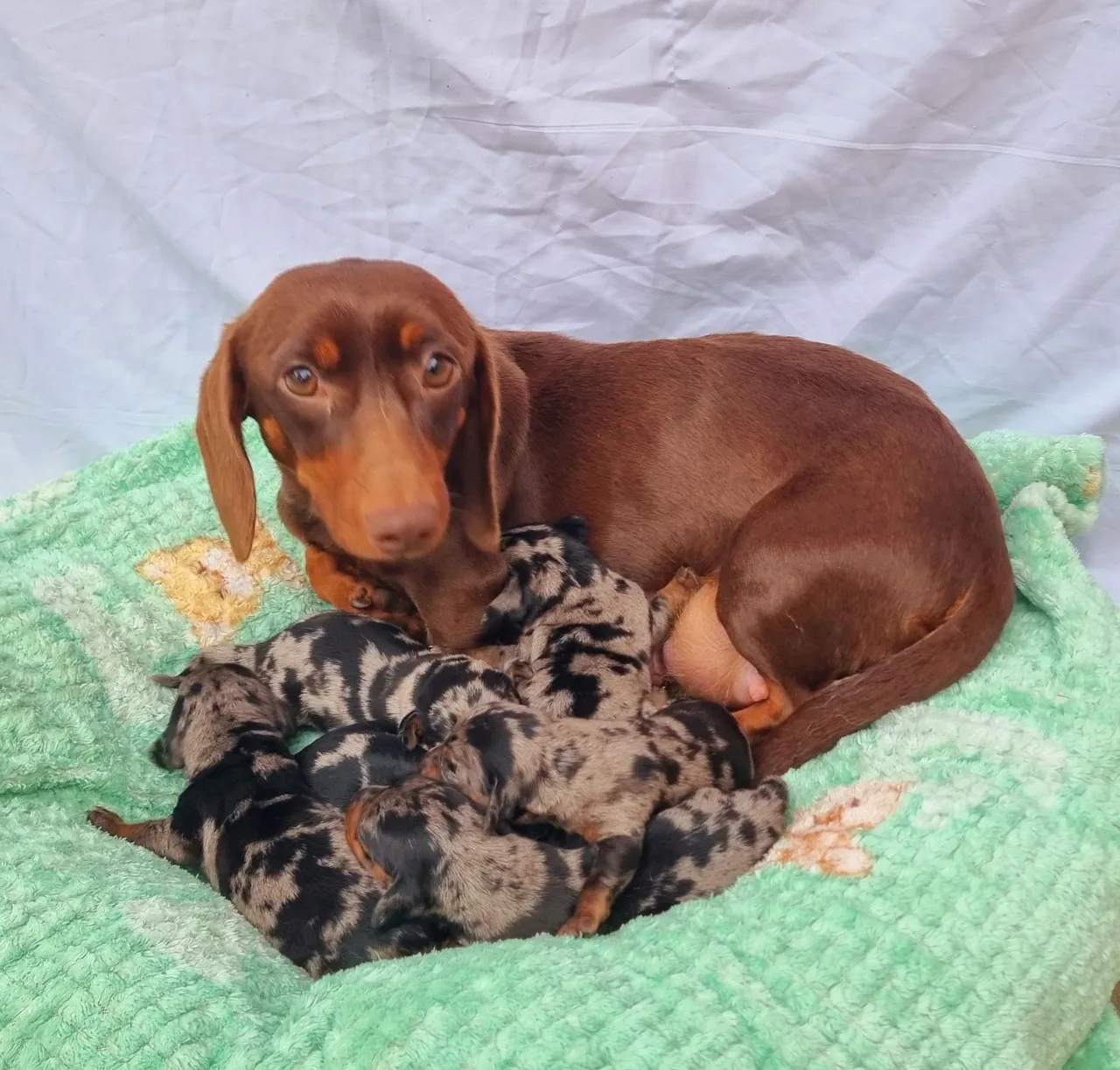 Filhotes de Dachshund (Teckel) disponíveis