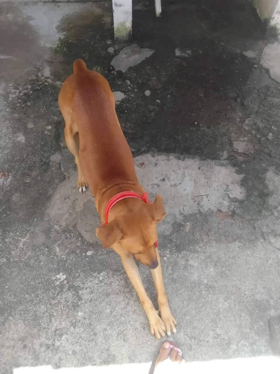 Cachorro caramelo para adoção