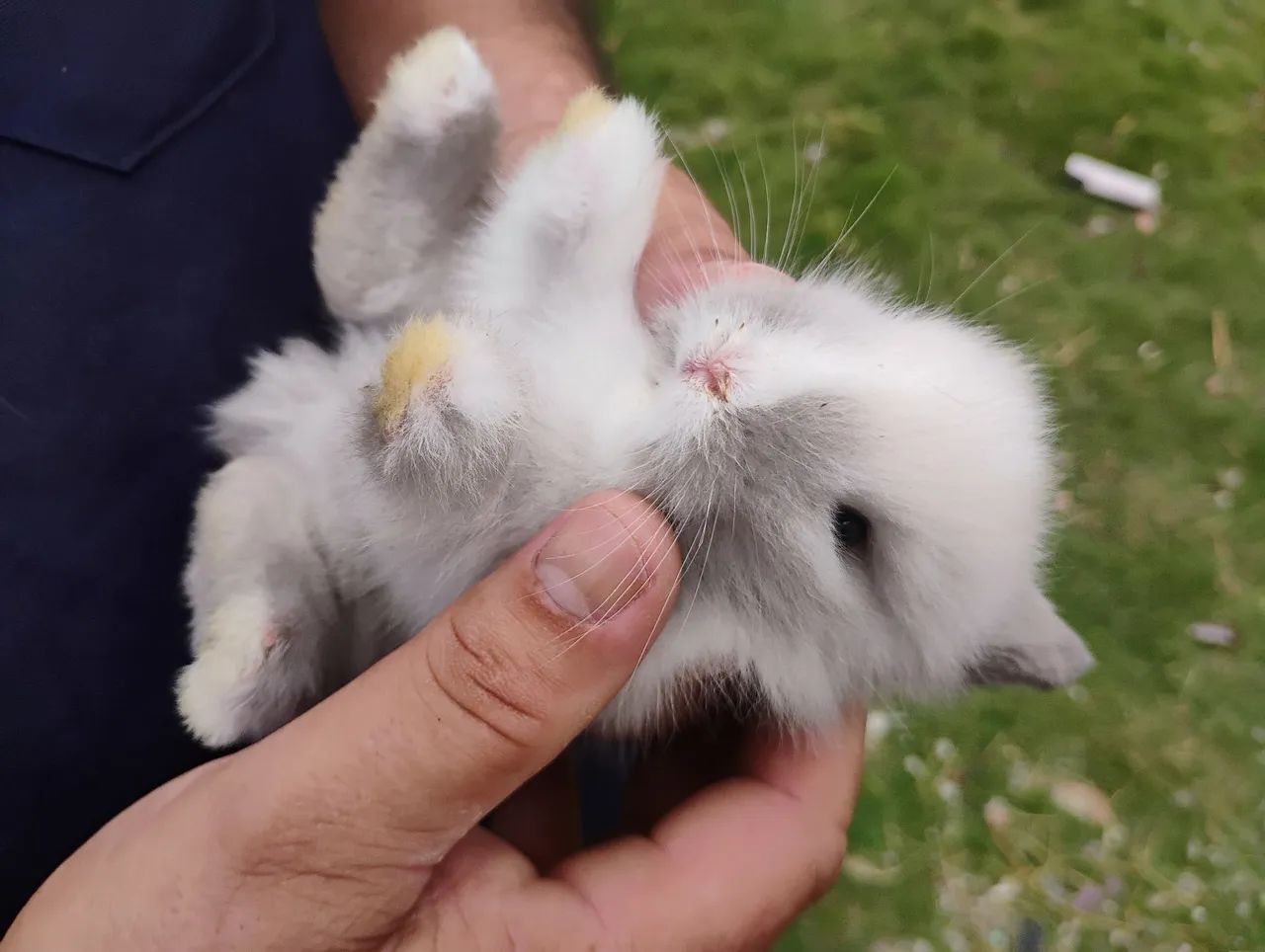Coelho a venda  - Foto 4