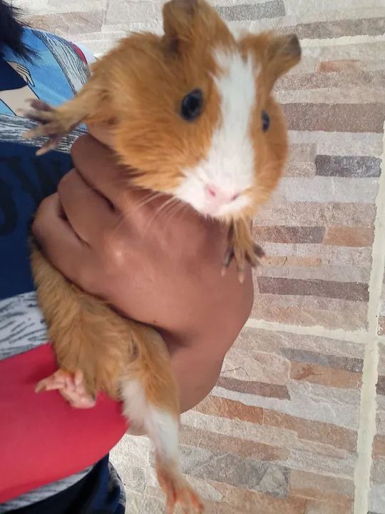 Porquinha da Índia  - Foto 2