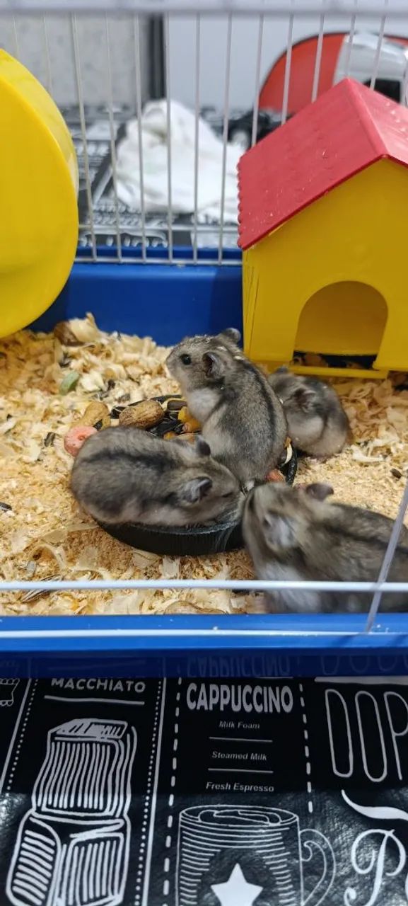 Selling a 30-day-old Russian dwarf hamster...64961617367427121