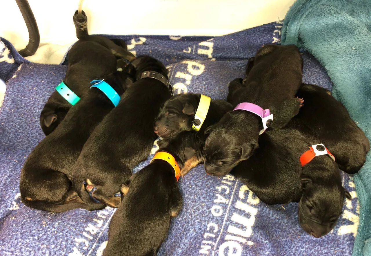 Filhote Pastor Alemão - Foto 5