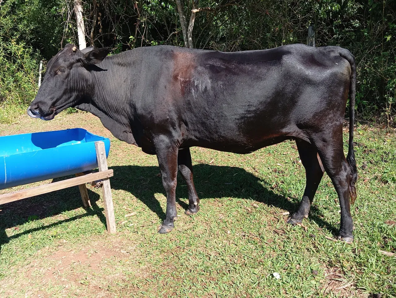 Vaca
