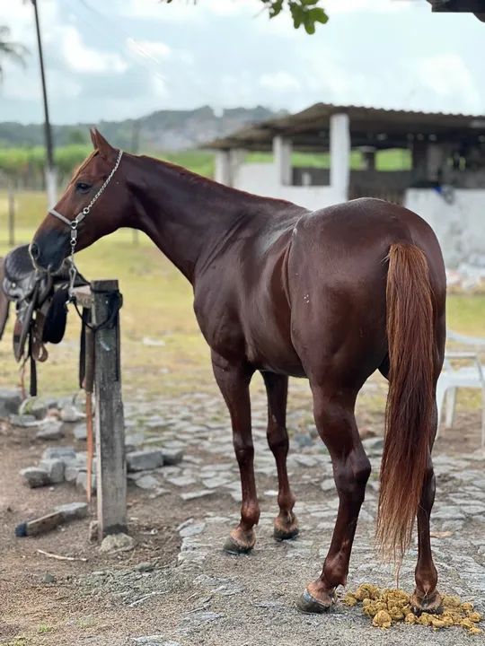 Cavalo Manga larga -  Alazão  - Foto 5