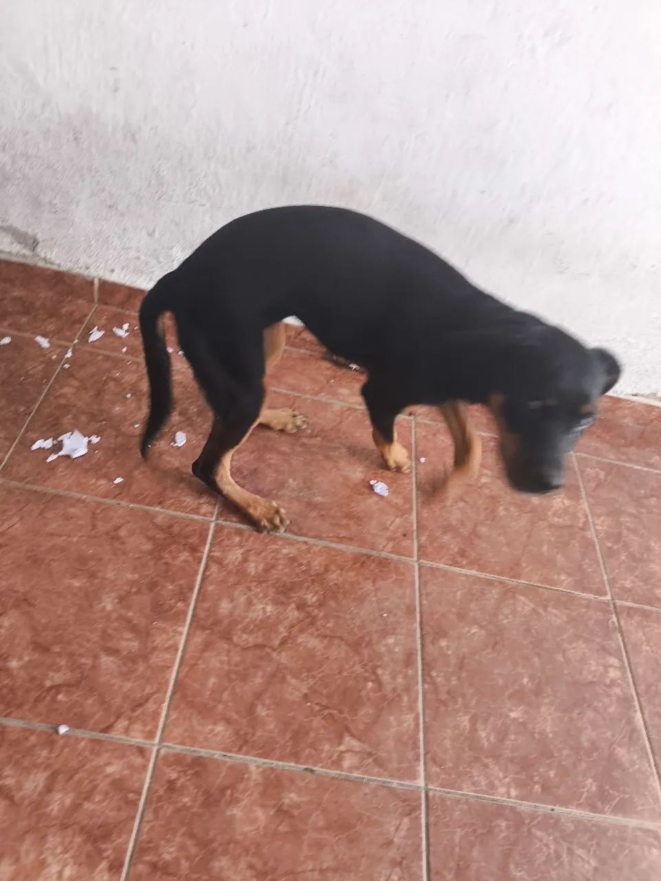 Cachorro Rottweiler - Foto 2