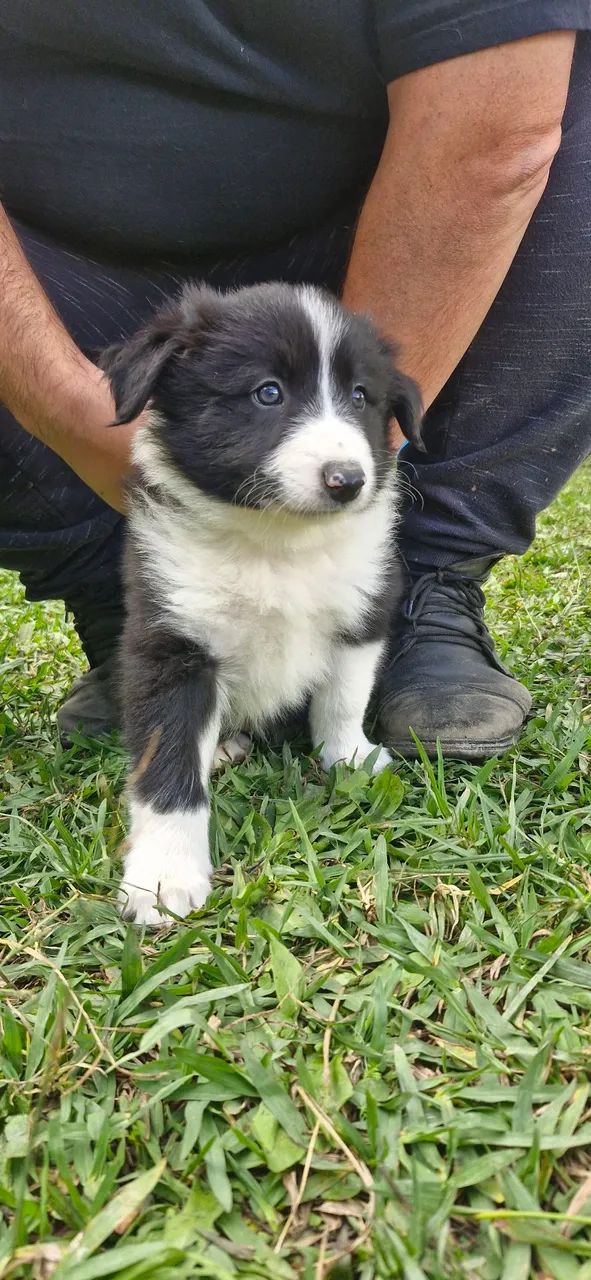 Filhotes de Border Collie