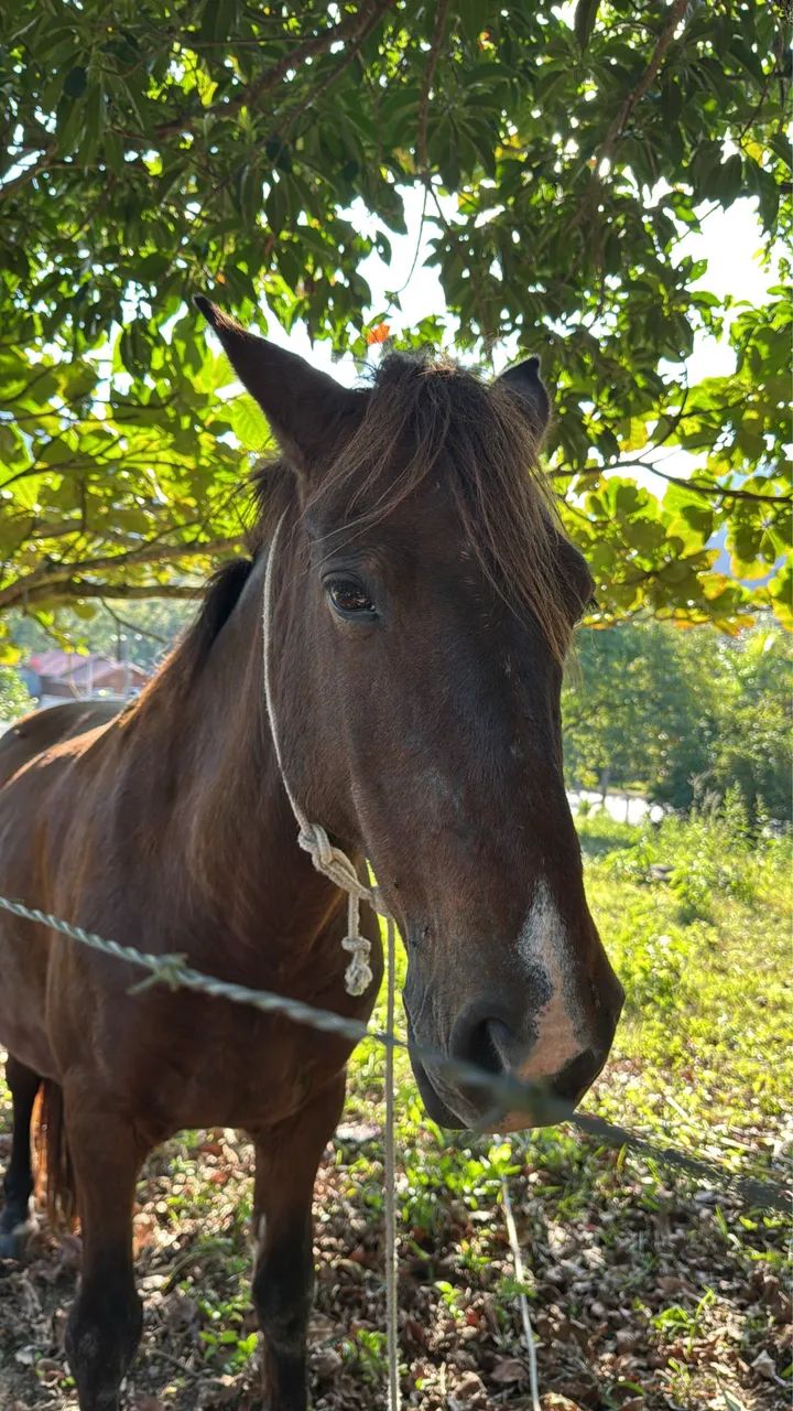 VENDO ou TROCO cavalo macho 