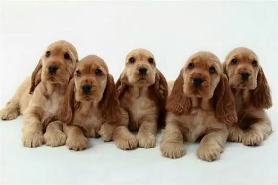  Cocker Spaniel Inglês Pelo Liso