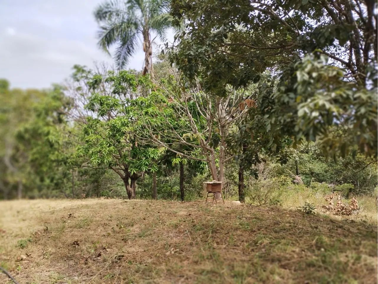 Chácara em Aragoiania 1 alqueire 