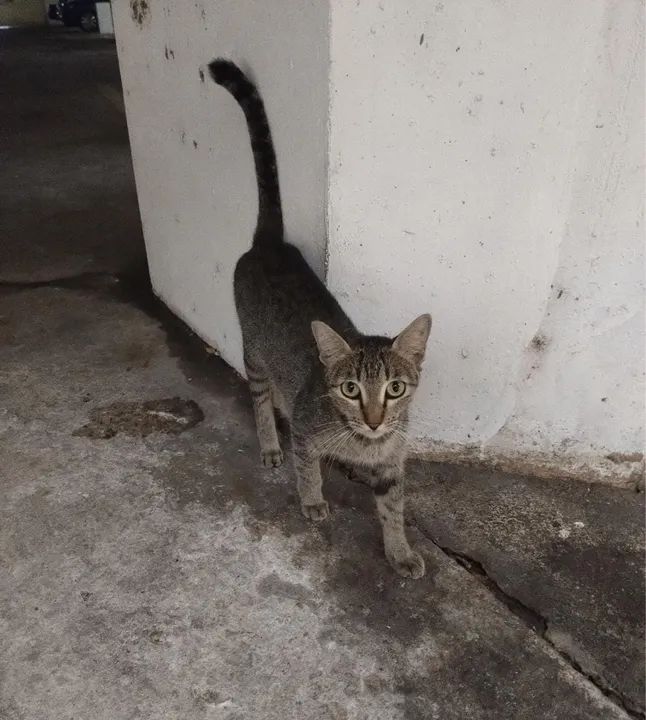 Gata cinza e marrom disponível para adoção