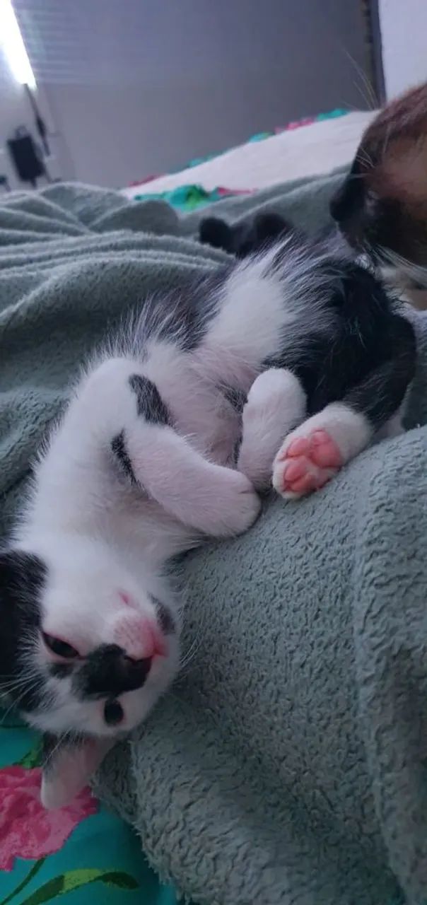 Gatinho fofo para adoção - Foto 4