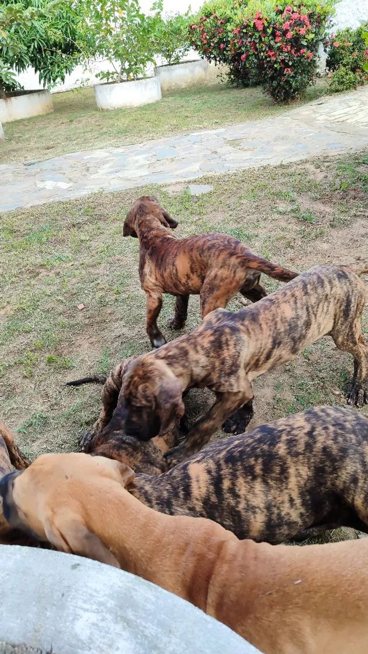 Filhotes de Fila Brasileiro a venda
