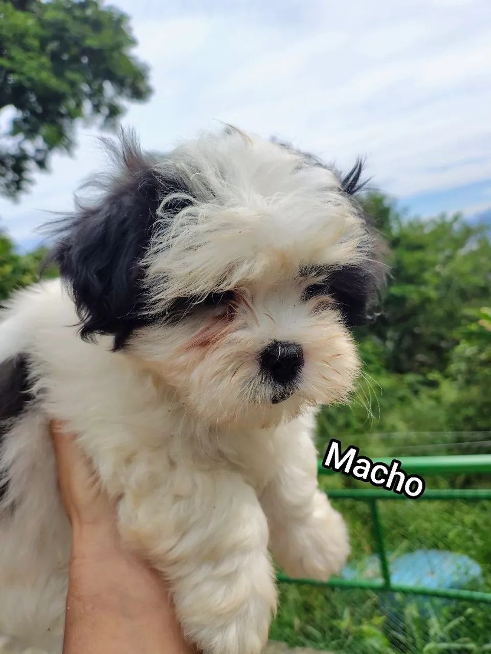 Filhotes de Lhasa Apso - Foto 3