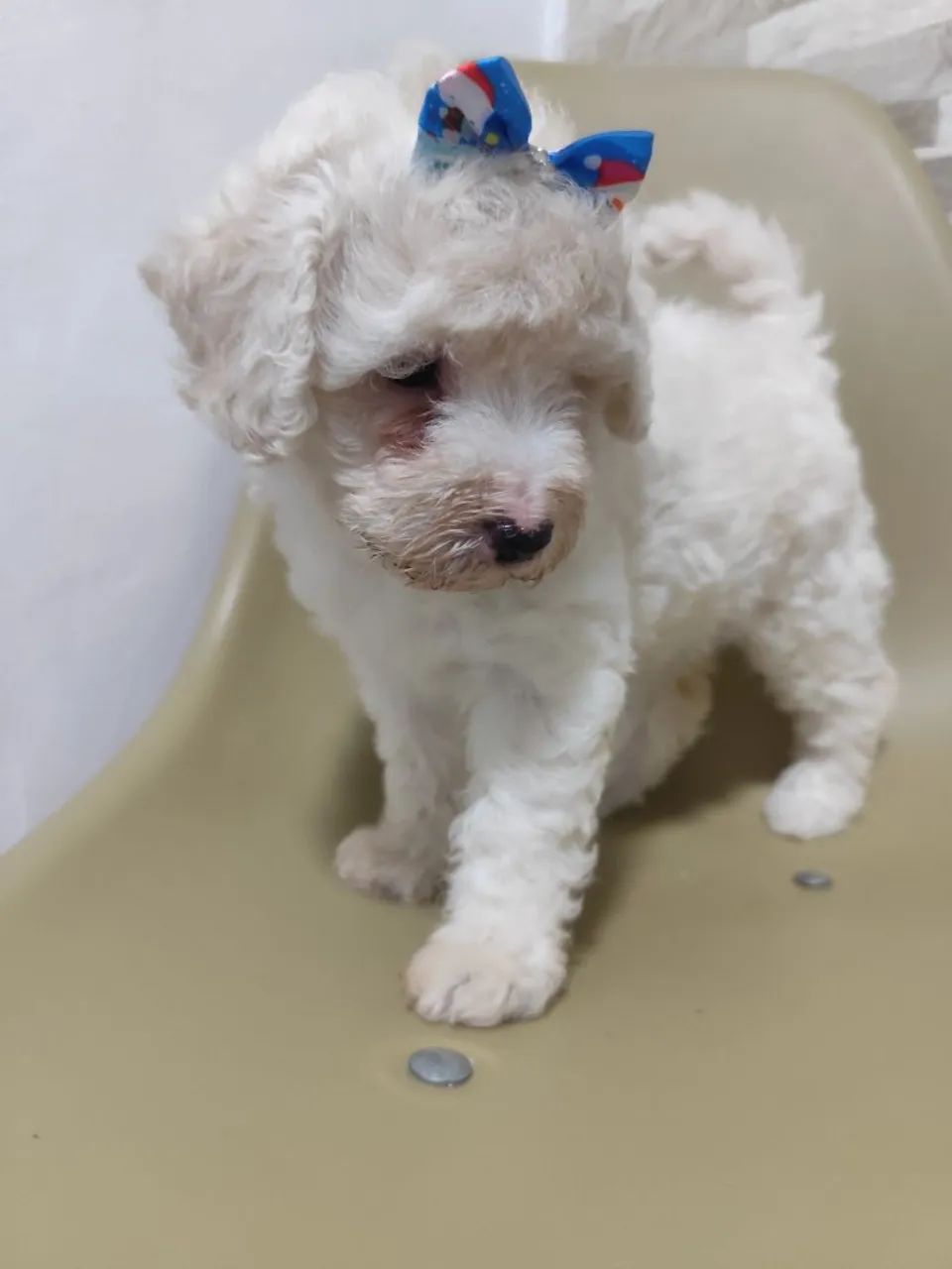 Casal de poodle  - Foto 2