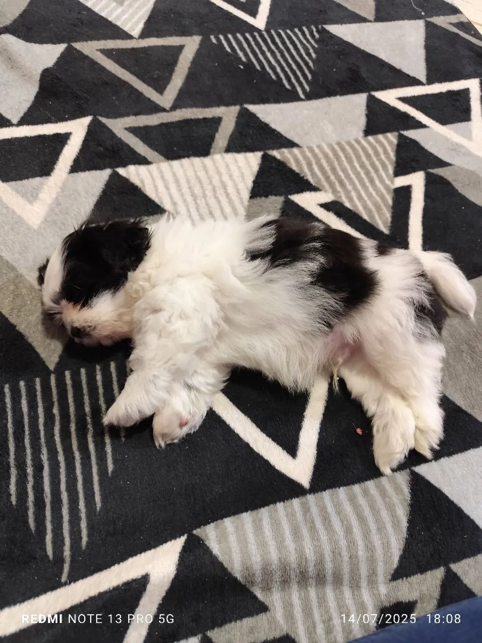 Filhotinho Shih Tzu para adoção