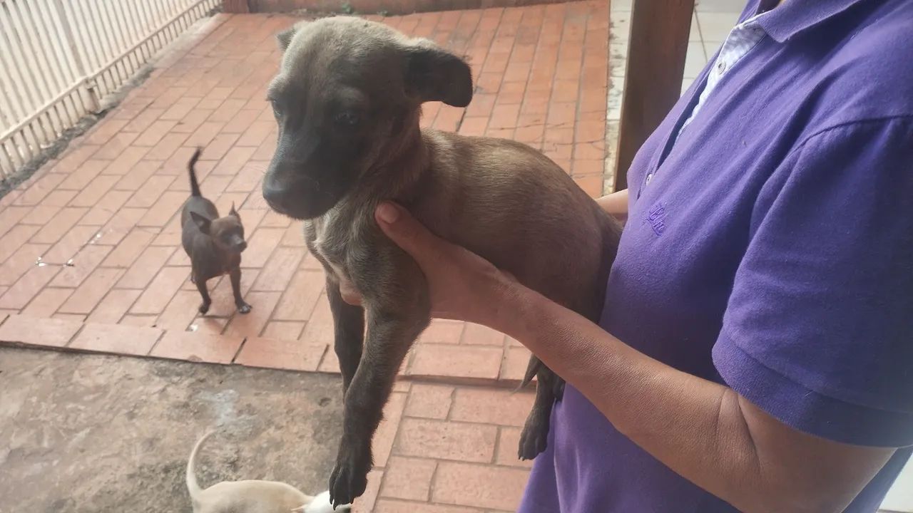 Filhote raça pequena para doação  - Foto 3